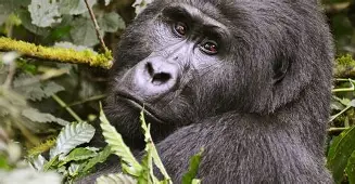 7 days 6 Nights Uganda Safari: Kibale, Bwindi, Lake Mburo Parks