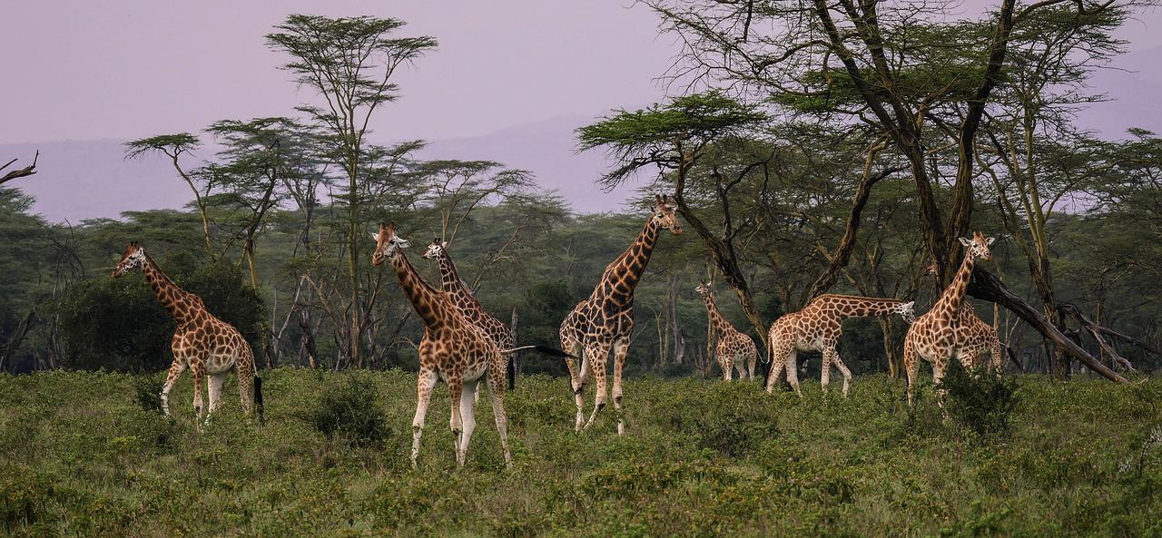8 Days 7 Nights Masai Mara-Lake Nakuru-Samburu-Aberdare-Amboseli Safaris