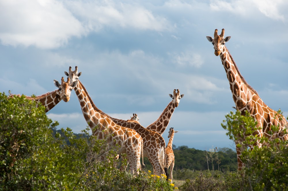 8 Days 7 Nights Masai Mara-Lake Nakuru-Samburu-Aberdare-Amboseli Safaris