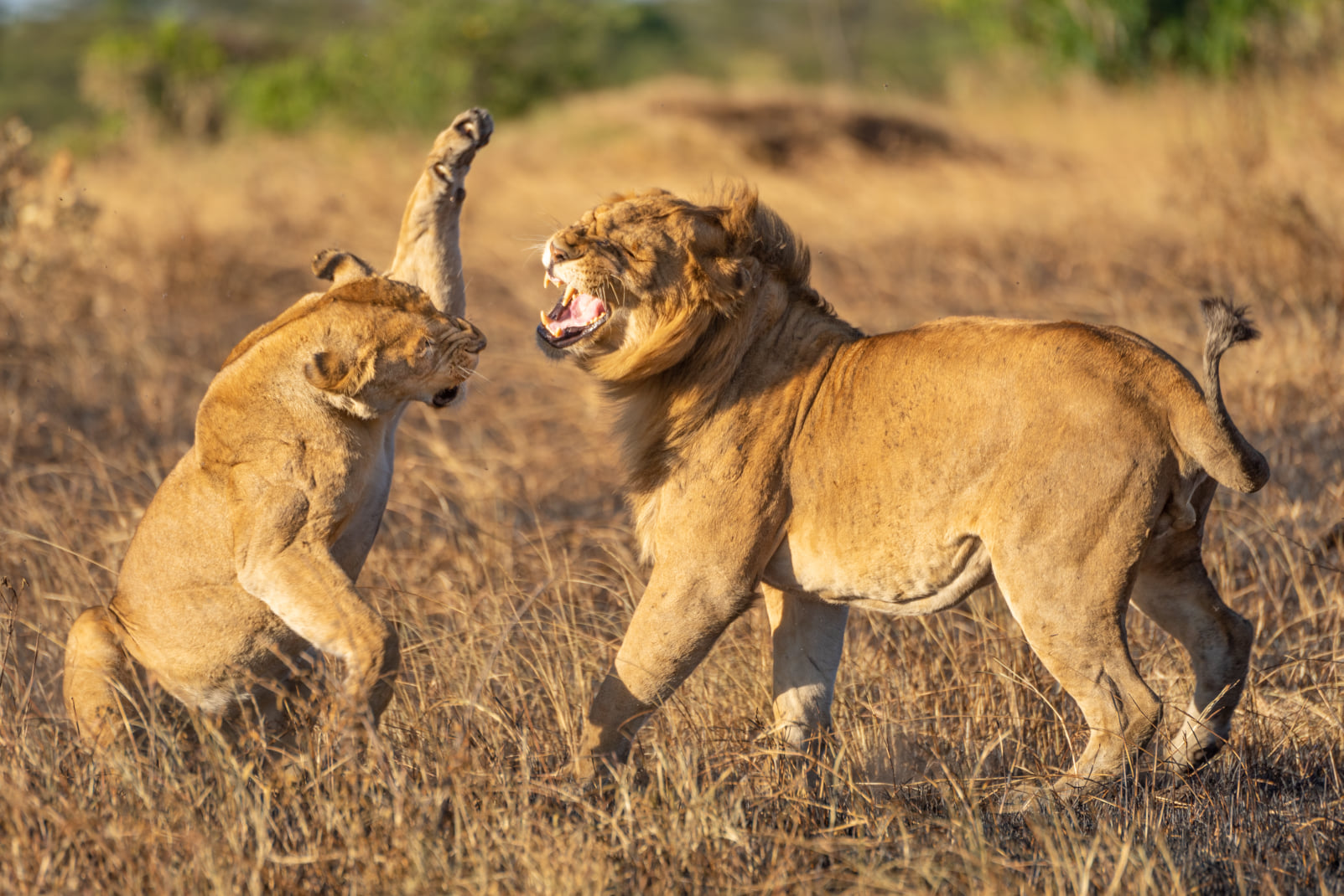 8 Days 7 Nights Samburu-Aberdares-Nakuru-Naivasha-Maasai Mara
