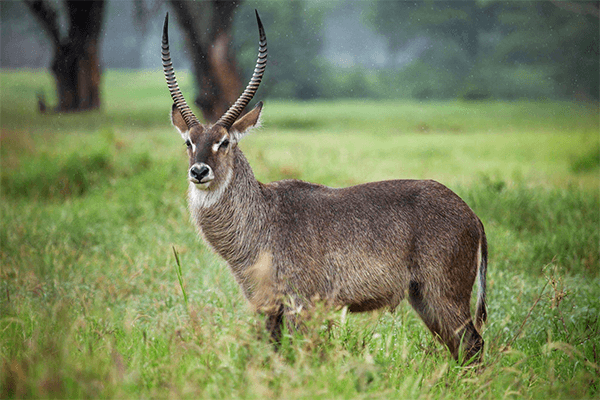 8 Days 7 Nights Tsavo East National Park, Tsavo West National Park, Amboseli National Park, Lake Nakuru National Park And Maasai Mara Safari