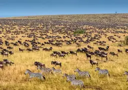 8 Days 7 Nights Wonders of Kenya & Tanzania; Maasai Mara, Serengeti, Ngorongoro